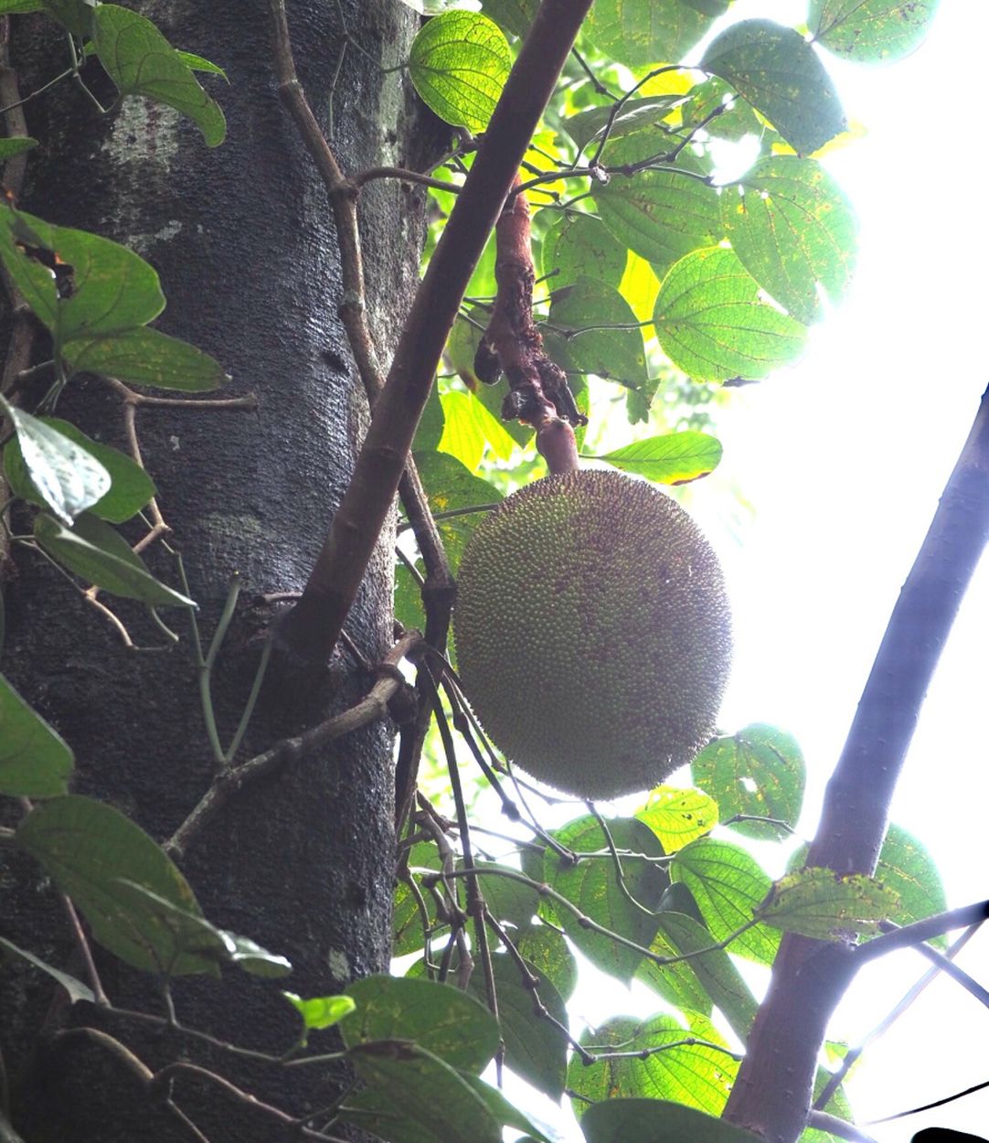 Jack-Frucht am Baum