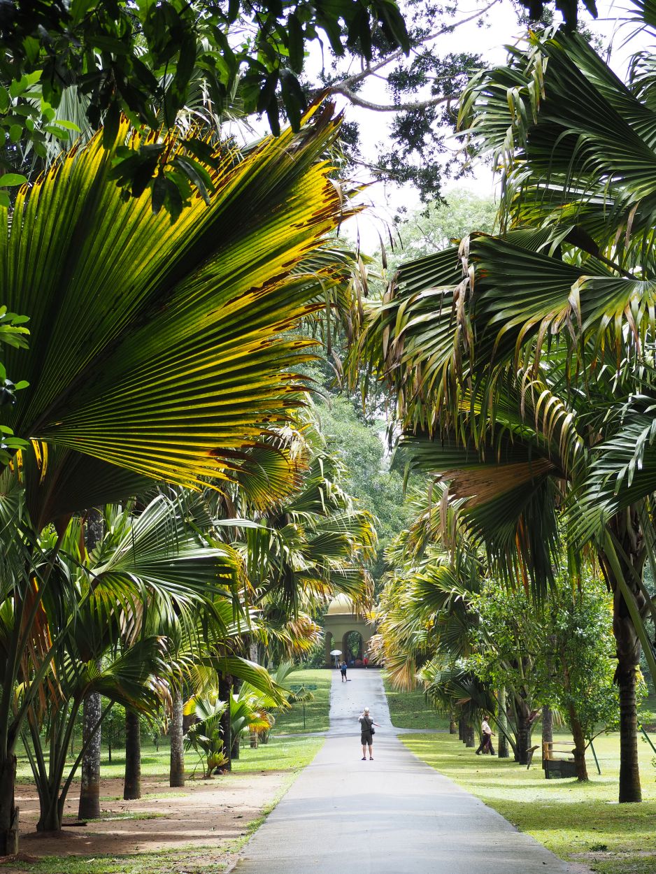 Palmenallee im Botanischen Garten in Kandy