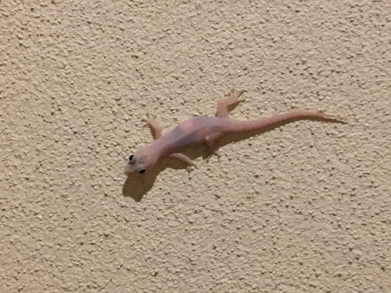 Gecko läuft an der Wand in Sri Lanka