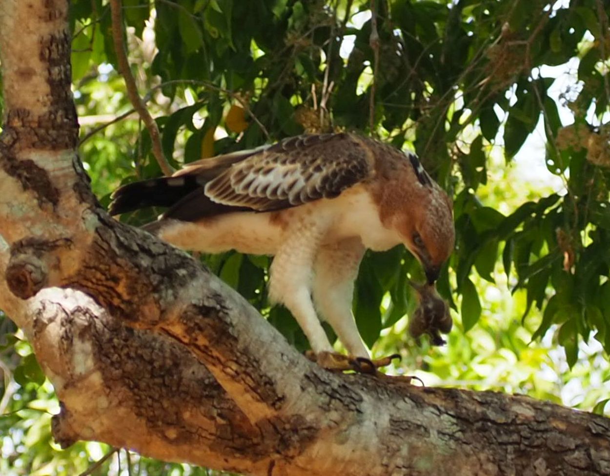 Adler beim Mittagessen