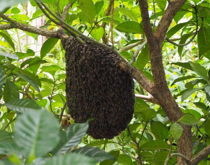 Ein am Strauch hängendes Bienennest.