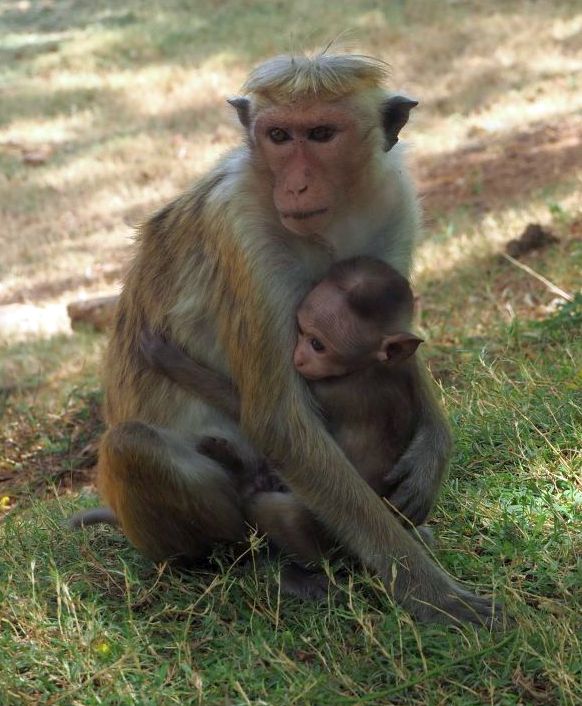 Affen-Baby in Sri Lanka