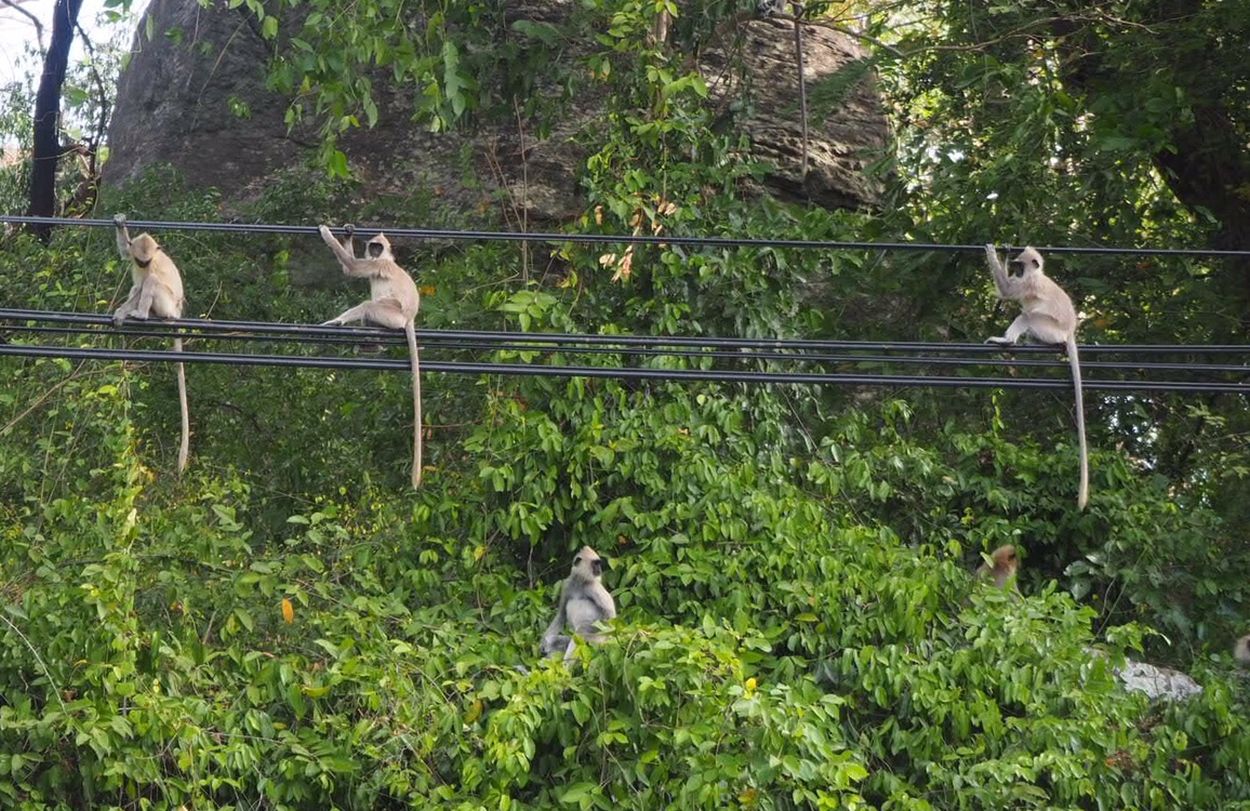 Chillende Affen in Sri Lanka