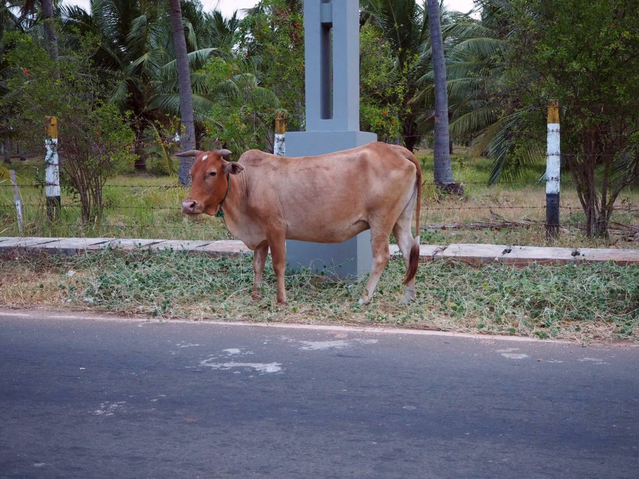 Kuh am Straßenrand in Sri Lanka