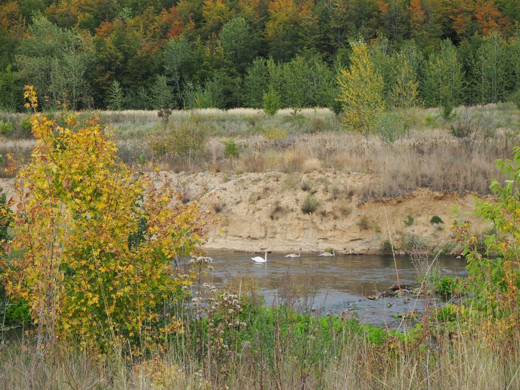 Renaturierung der Erft bei Frimmersdorf