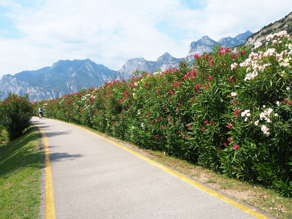 Blühender Oleander am Gardasee