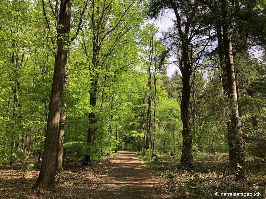 Premium-Wanderweg durch den Birgeler Urwald