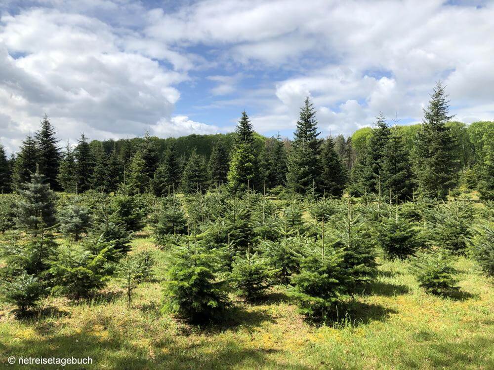 Tannenbaum-Plantage zum Aussuchen