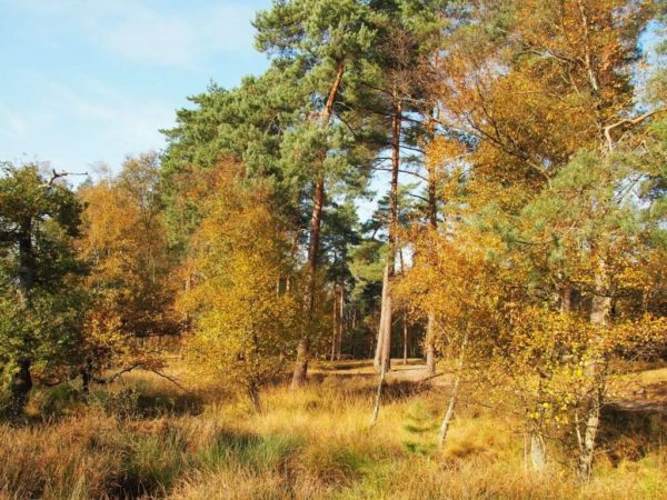 Wald im Galgenvenn