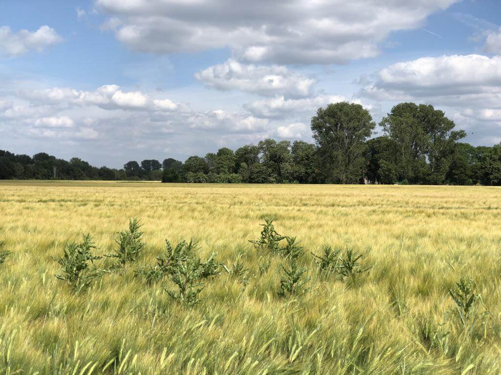 Felder am Niederrhein