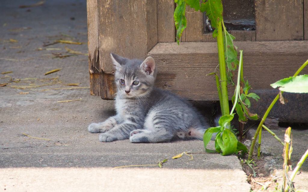 Katzenbabys in Theilenberg