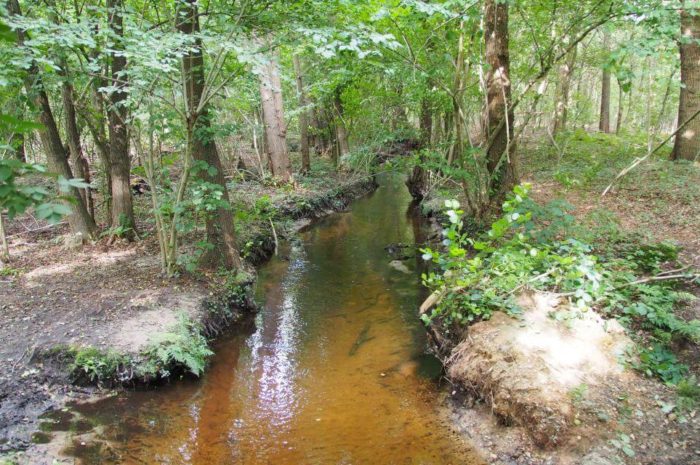 Premium-Wanderweg Rode Beek: Natur pur an der Rur