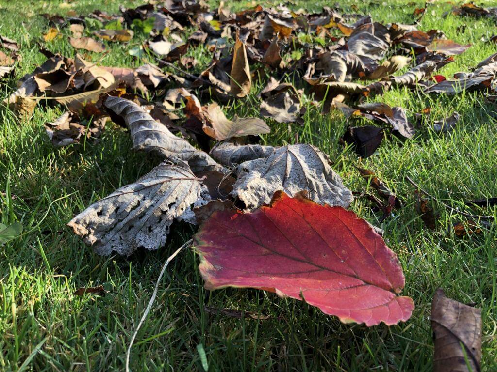 Herbstlaub