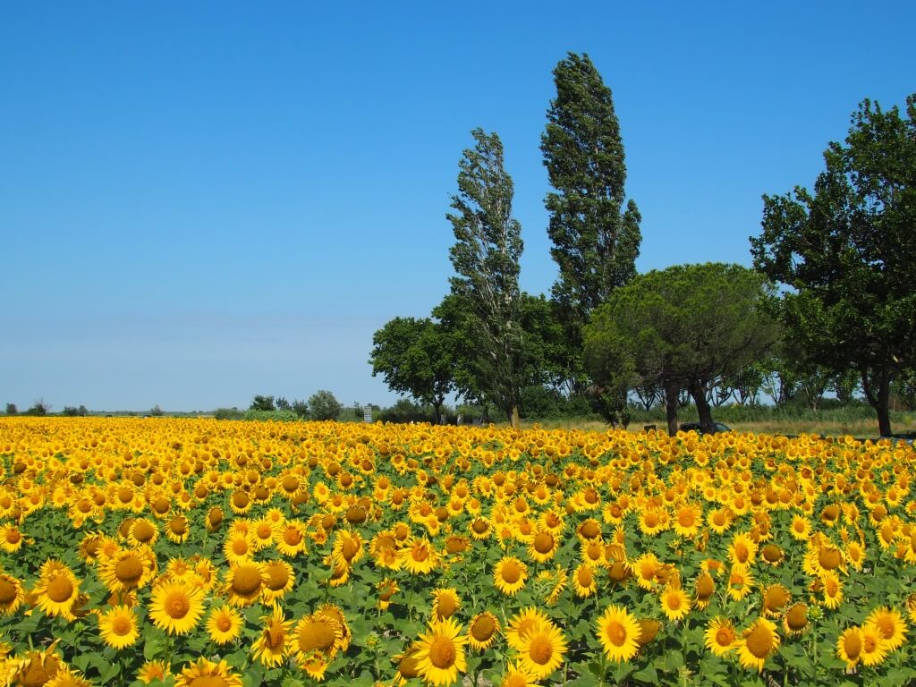 Arles Sonnenblumen