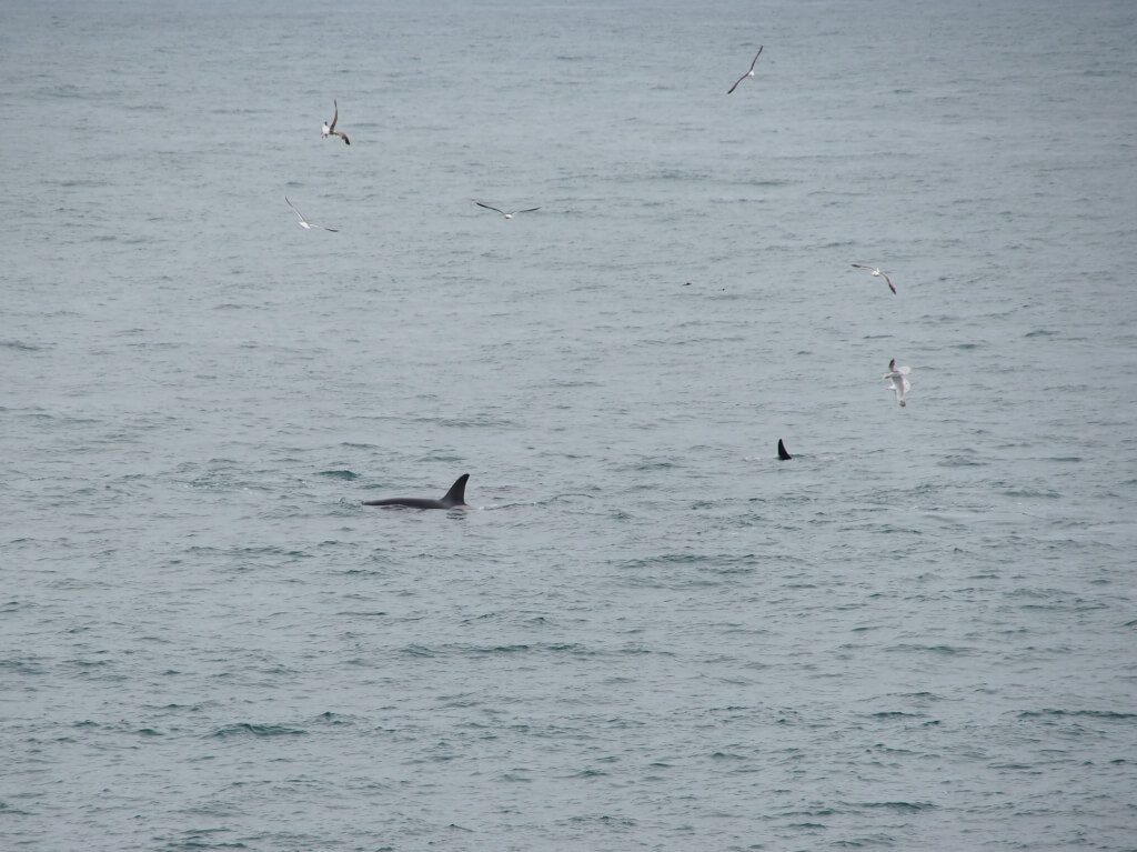 Whalewatching Island