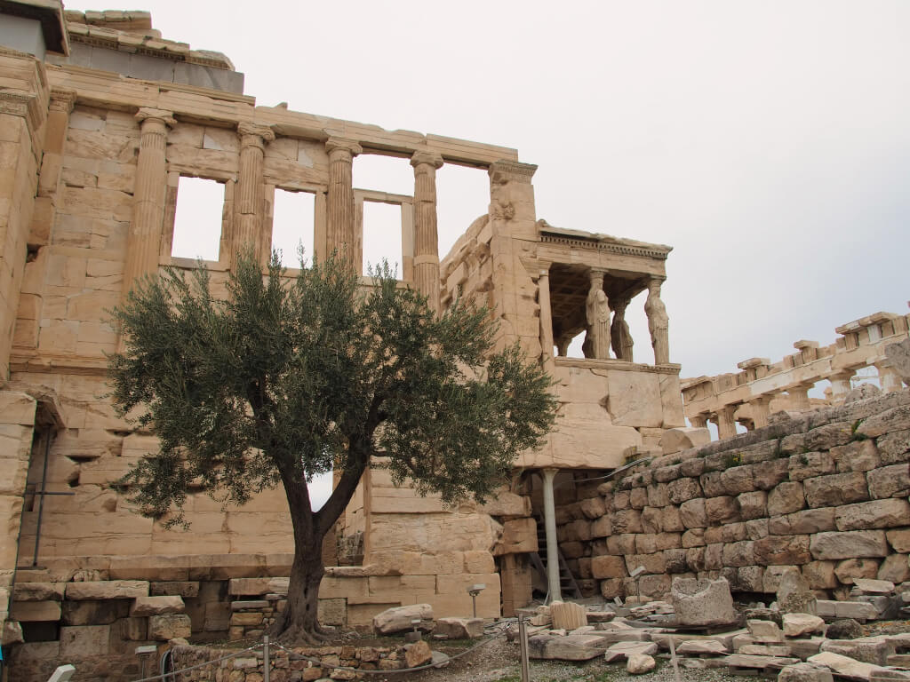 Heiliger Baum Akropolis