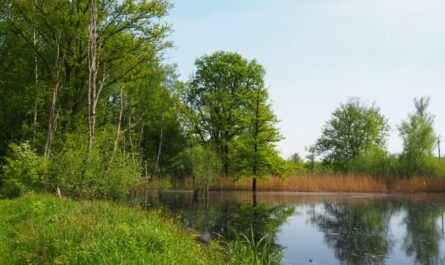 Premium-Wanderweg Schwalmbruch